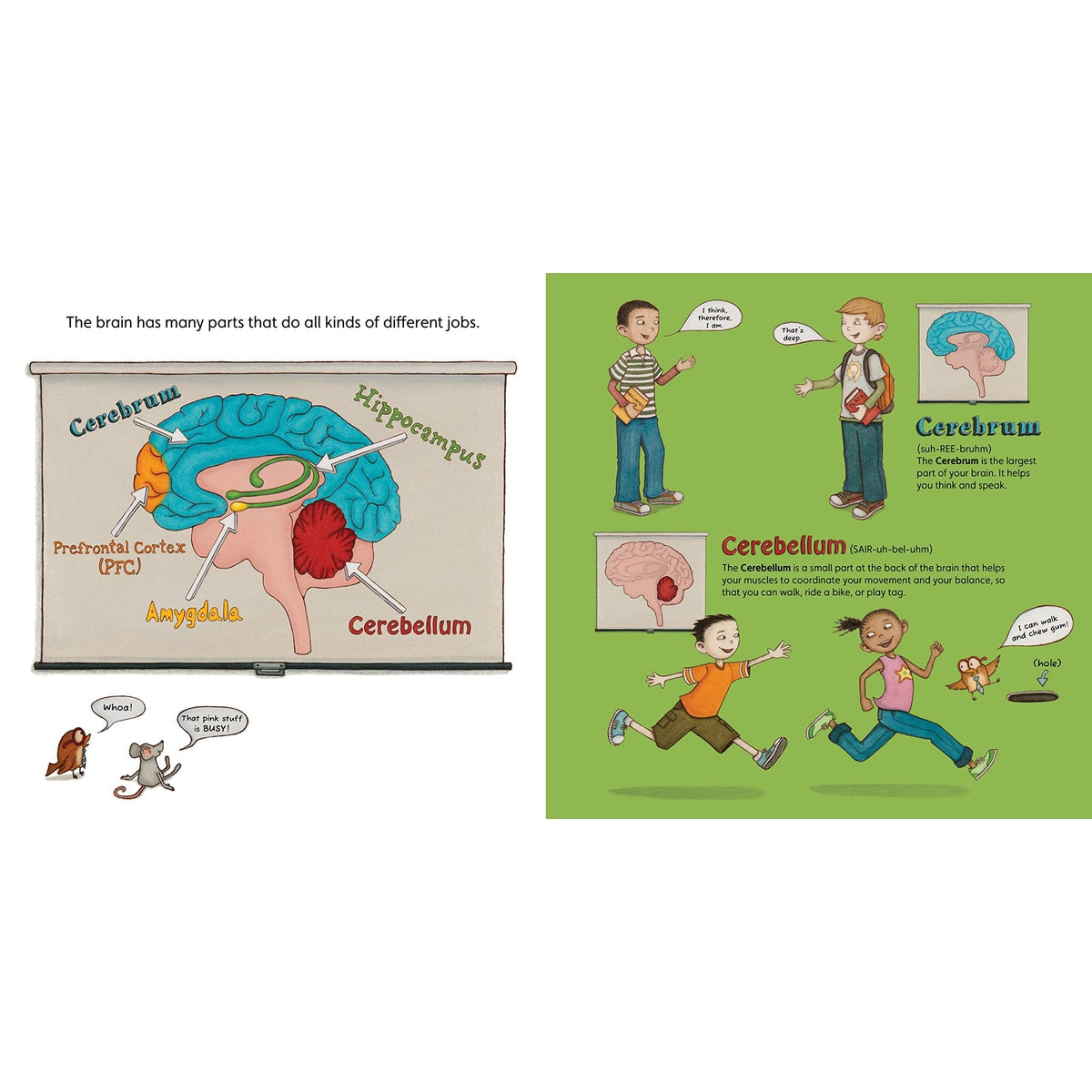 your fantastic elastic brain: stretch it, shape it